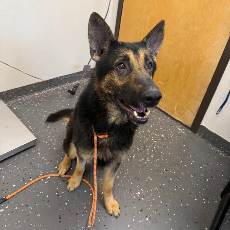 An adult large-sized male Black Mixed Breed dog named Max for adoption in Columbiana, AL