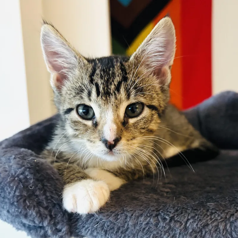 A young medium-sized male Tabby (Brown / Chocolate) Domestic Short Hair cat named Kai for adoption in Parkland, FL
