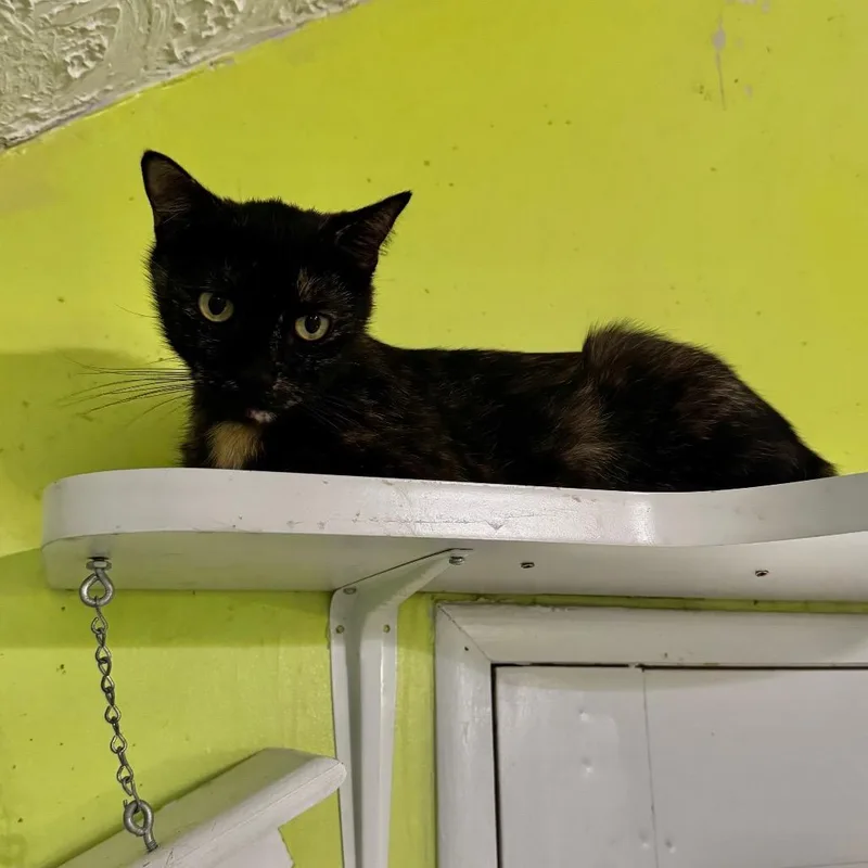 An adult medium-sized female Tortoiseshell Domestic Short Hair cat named Sunflower for adoption in Brownsboro, AL