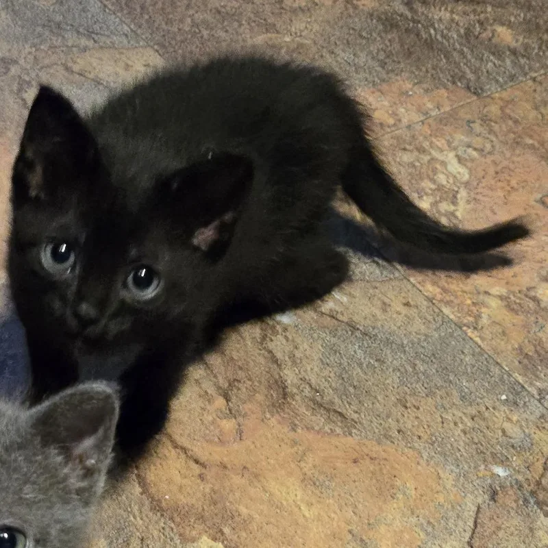 A baby small-sized female Black Domestic Short Hair cat named Gremlin for adoption in San Antonio, TX