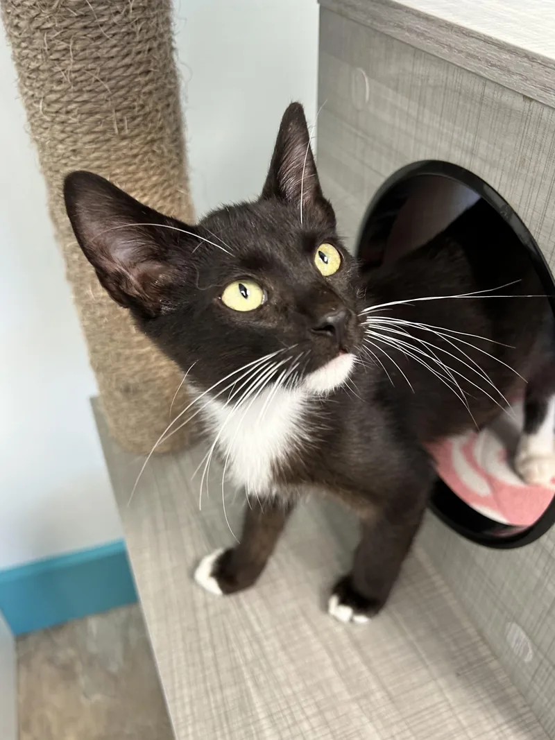 A baby medium-sized male Black Domestic Short Hair cat named Cicero for adoption in Grand Rapids, MI