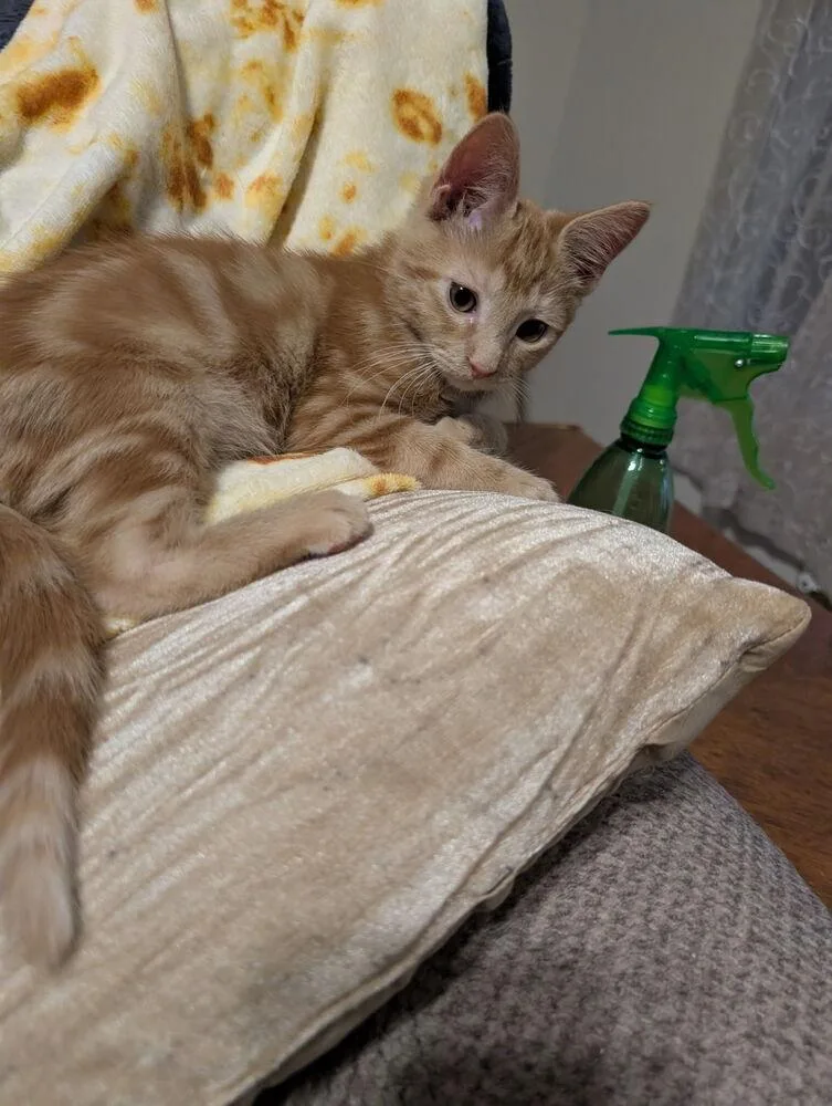 A baby small-sized male Domestic Short Hair cat named Pumpkin RM for adoption in Greenville, SC