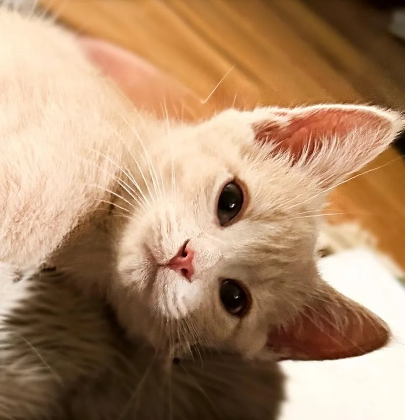 Oliver thumbnail 4