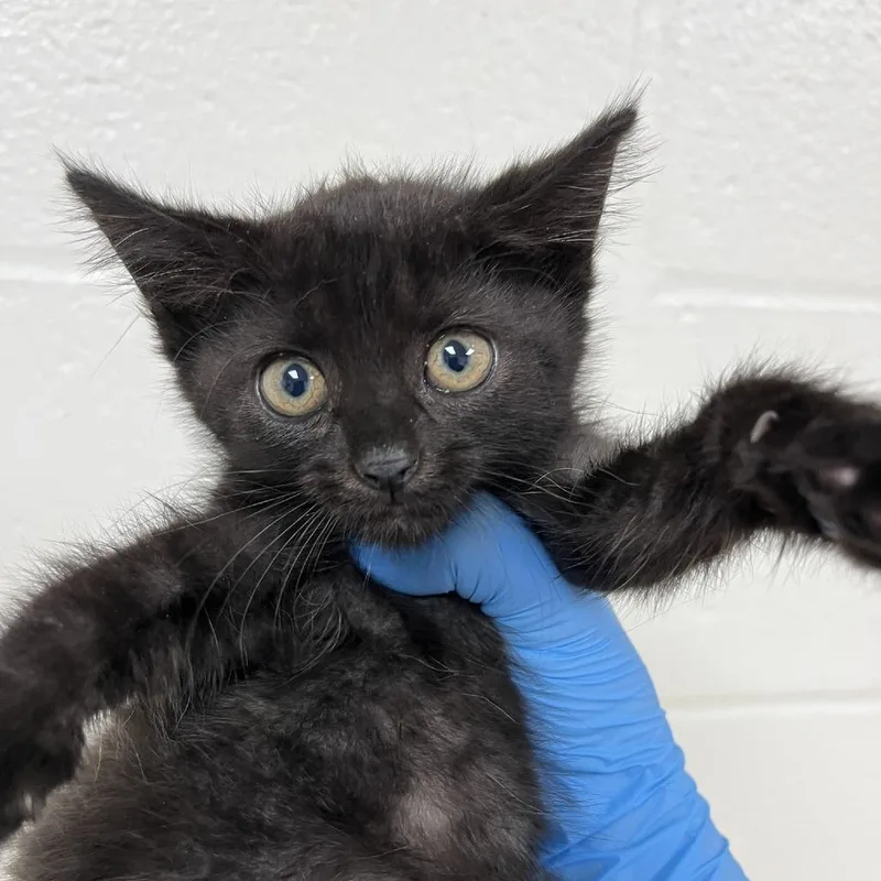 A baby small-sized female Black Domestic Short Hair cat named Dot for adoption in Harrisonburg, VA