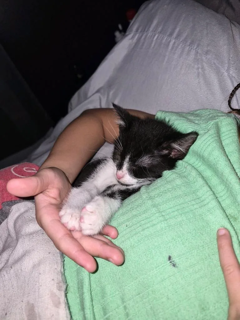 A baby medium-sized male Domestic Short Hair cat named Pitaya for adoption in Johnson City, TN