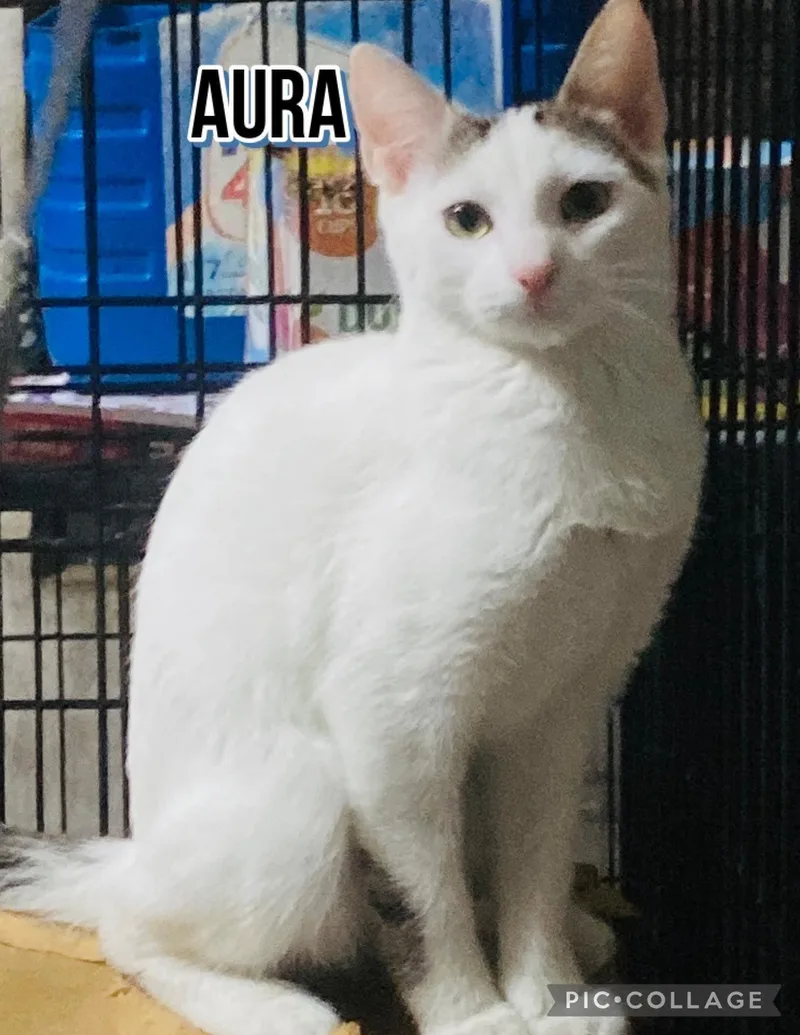A young small-sized female Domestic Short Hair cat named Aura for adoption in Villalba, PR