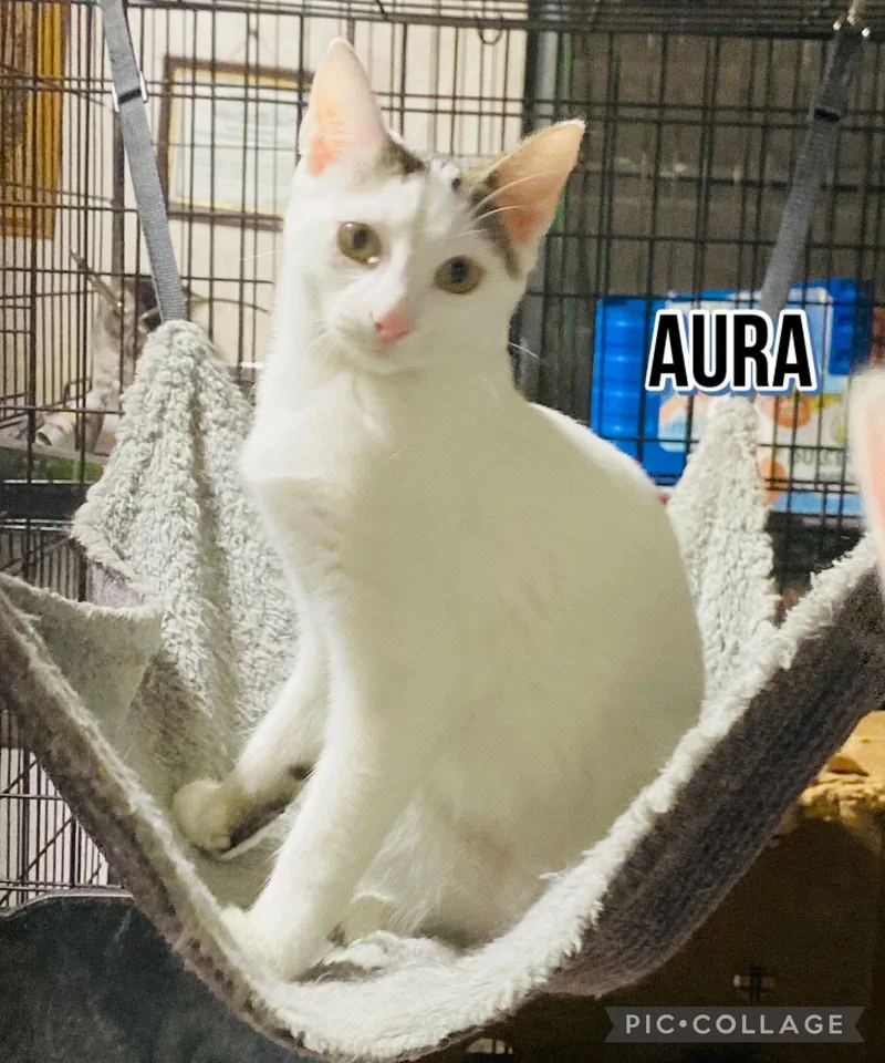 Aura thumbnail 2