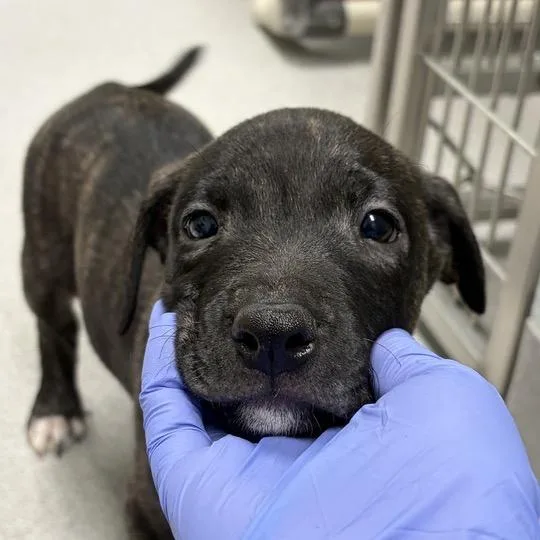A baby small-sized male Brindle Mixed Breed dog named Austen for adoption in Chattanooga, TN