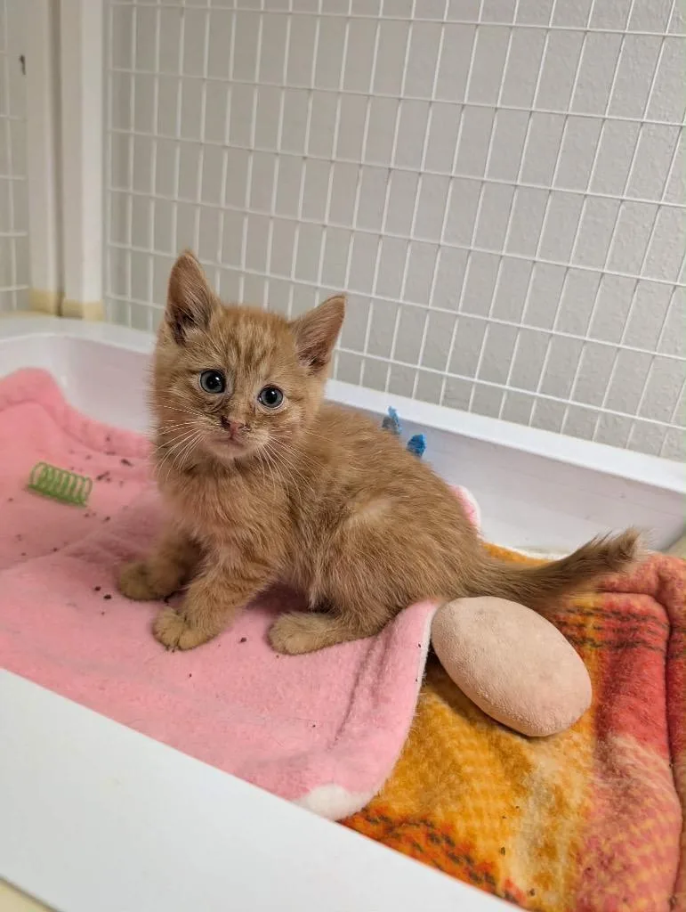 A baby medium-sized male Tabby cat named Marty for adoption in Grand Junction, CO