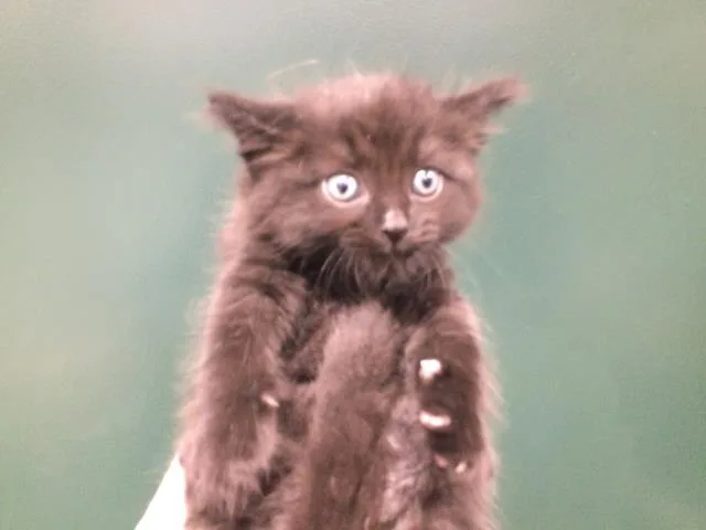 A young small-sized male Domestic Short Hair cat named Church for adoption in Thousand Palms, CA