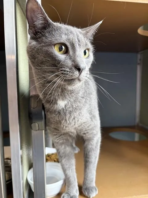 A young small-sized male Domestic Short Hair cat named Blu for adoption in Westminster, MD
