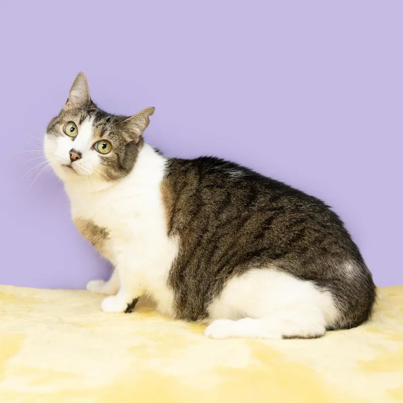 An adult medium-sized female Brown / Chocolate Domestic Short Hair cat named Persimmon for adoption in Durham, NC