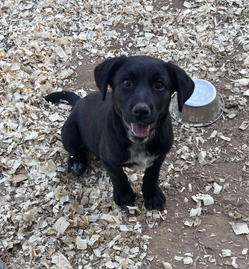 A young medium-sized male Labrador Retriever dog named Zeus  Months for adoption in Sterling, MA