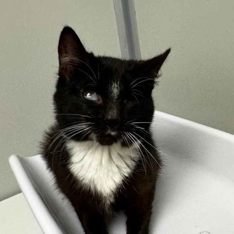 A young medium-sized male Black Domestic Medium Hair cat named Keller bonded with Helen for adoption in Mooresville, NC