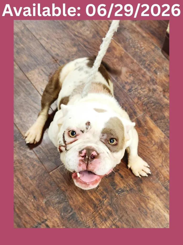An adult medium-sized female English Bulldog dog named Dog Kennel for adoption in Greenville, TX