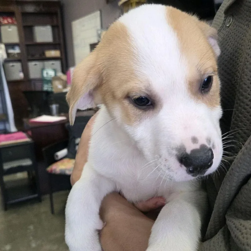 A baby small-sized male Yellow / Tan / Blond / Fawn Mixed Breed dog named Cj for adoption in Branson, MO