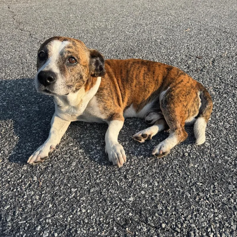 A senior medium-sized male Brindle Mixed Breed dog named StrayLegacyWay for adoption in Columbus, GA