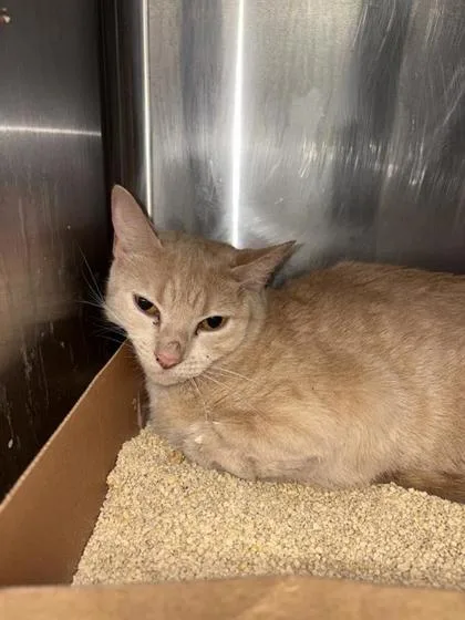 An adult small-sized female Domestic Short Hair cat named Cinderella for adoption in West Chester, PA