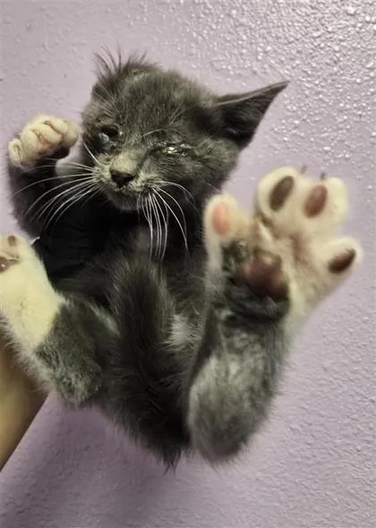 A baby small-sized female Gray / Blue / Silver Domestic Short Hair cat named 60924672 for adoption in El Paso, TX