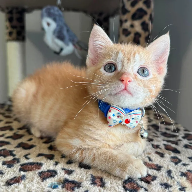 A baby medium-sized male Tabby (Orange / Red) Domestic Short Hair cat named Eddie for adoption in Caldwell, TX