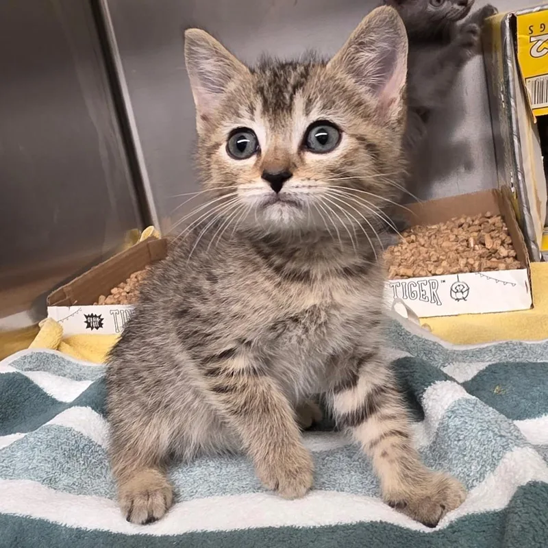 A baby small-sized male Brown / Chocolate Domestic Short Hair cat named Yankee Doodle for adoption in Concord, NC