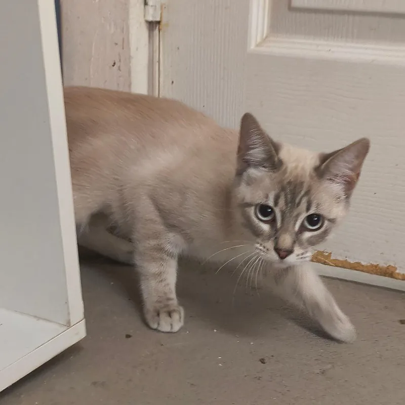 A young medium-sized female White Siamese cat named Fuyu for adoption in Laredo, TX