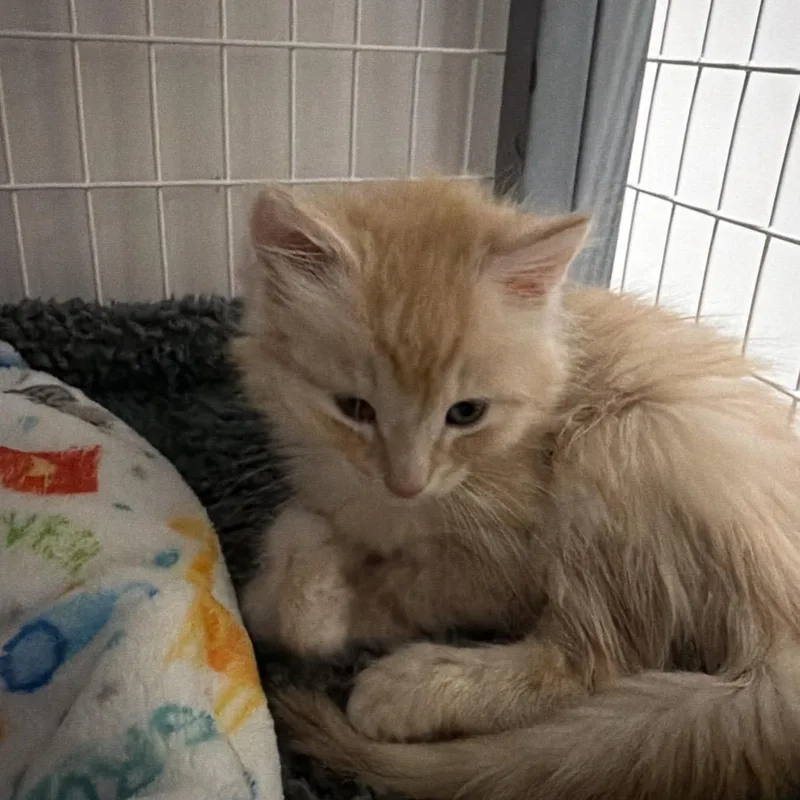 A baby small-sized male Buff / Tan / Fawn Domestic Long Hair cat named Chevy Chase for adoption in Escondido, CA