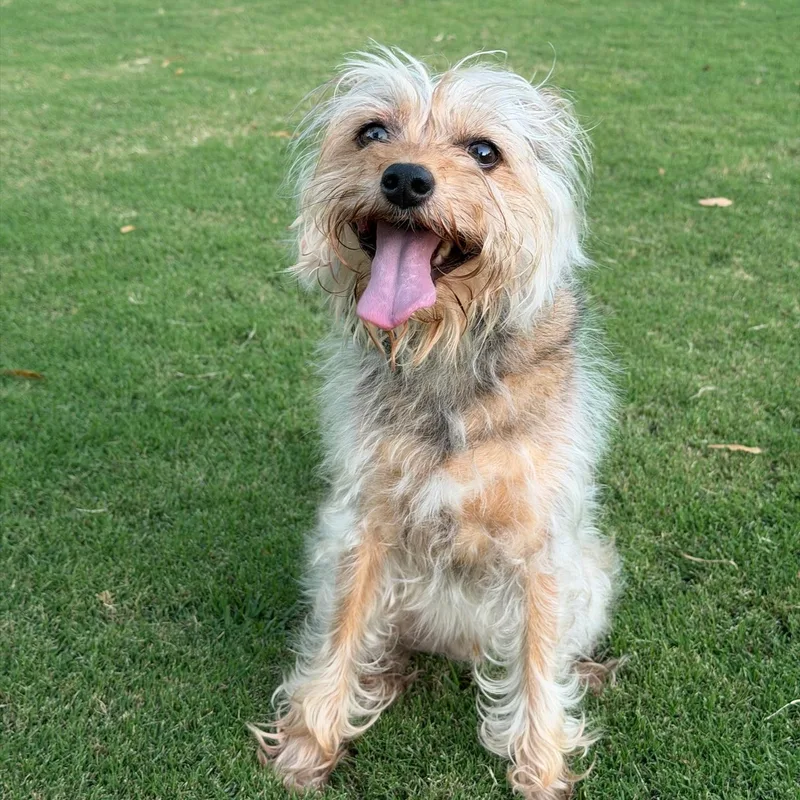An adult small-sized male Yorkshire Terrier dog named Yorkie Henry for adoption in Newport Beach, CA