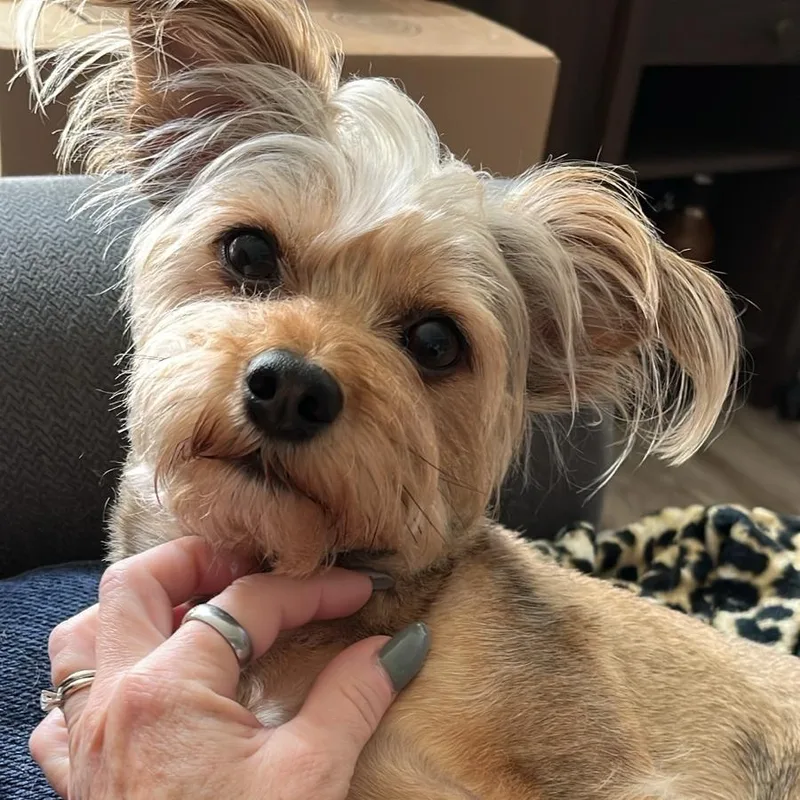 Yorkie Henry thumbnail 2