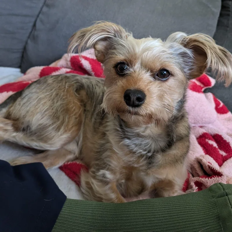 Yorkie Henry thumbnail 3