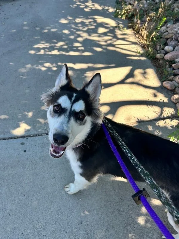 A young medium-sized female Black Husky dog named Marzanna for adoption in Fort Collins, CO