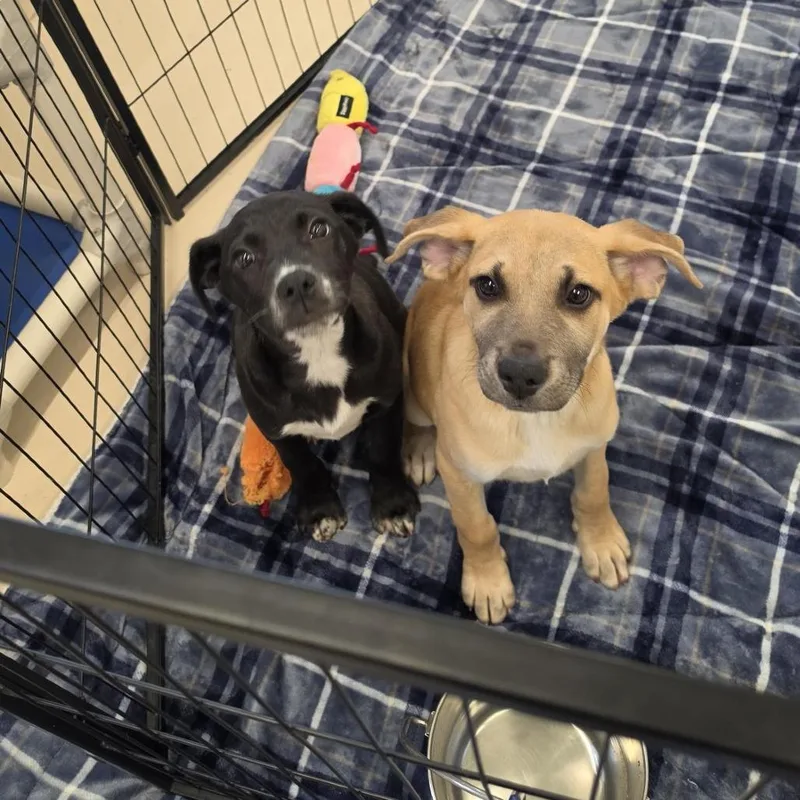 A baby small-sized male Brown / Chocolate Hound dog named Walter White for adoption in Delaware, OH