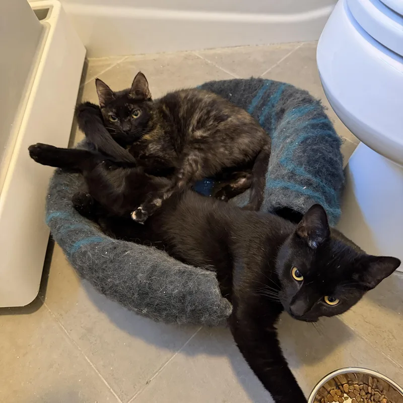 Anubisand Bastet thumbnail 2