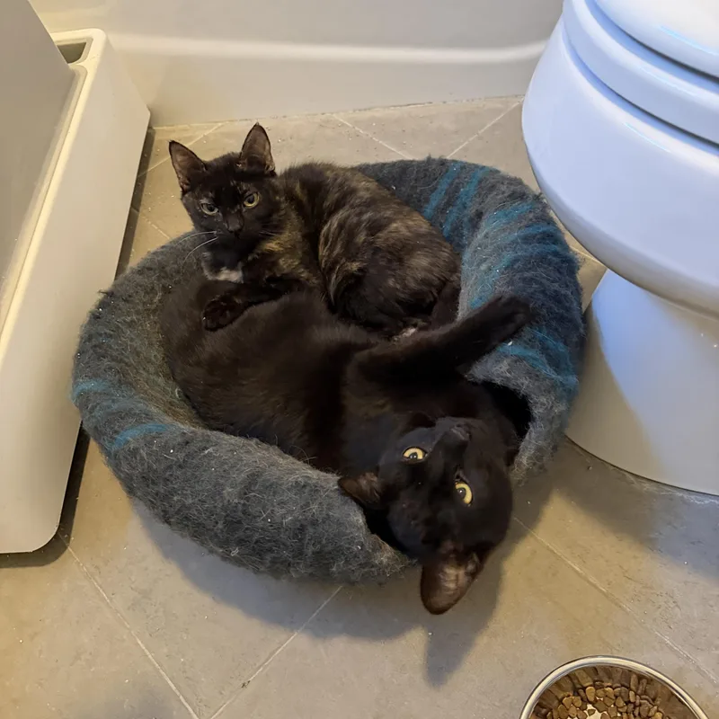 Anubisand Bastet thumbnail 3