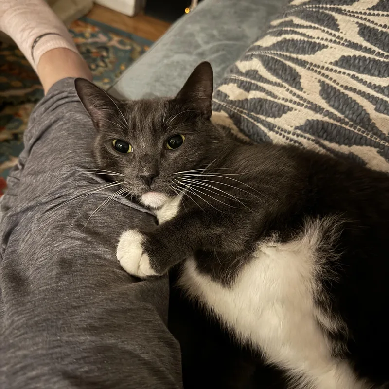 A baby medium-sized male Gray & White Domestic Short Hair cat named Francis for adoption in Bayside, NY
