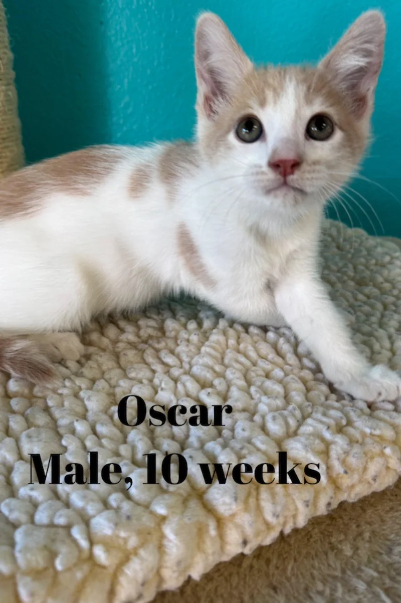 Oscar thumbnail 2
