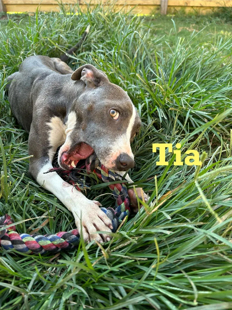 Tia thumbnail 2