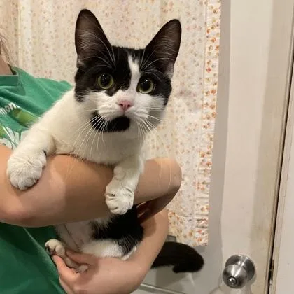 An adult small-sized female Domestic Short Hair cat named Puddles for adoption in East Montpelier, VT
