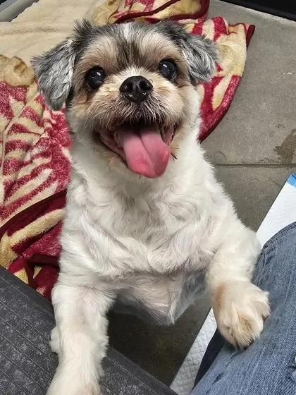 A senior small-sized female Shih Tzu dog named Judith for adoption in West Chester, PA