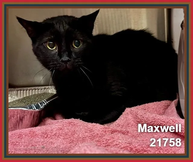 An adult large-sized male Black Domestic Short Hair cat named Maxwell for adoption in Marietta, GA