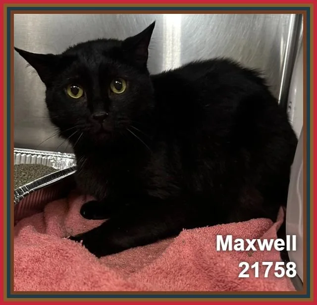 Maxwell thumbnail 2