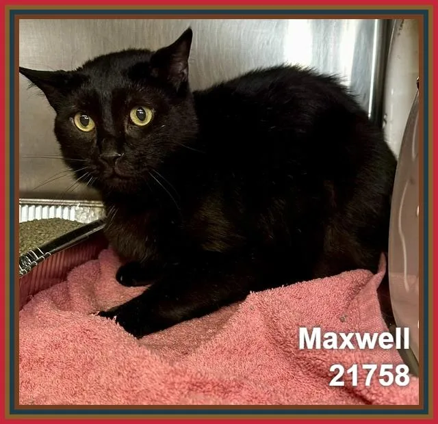 Maxwell thumbnail 3