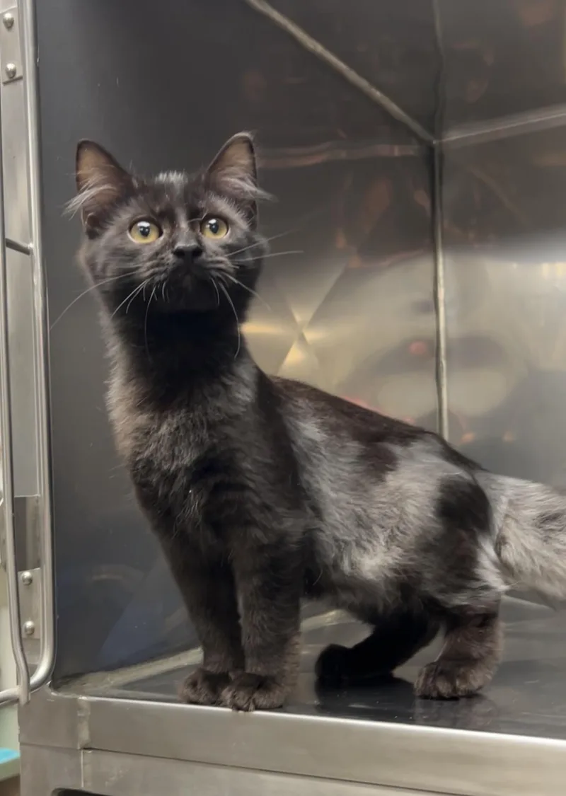 A baby medium-sized male Black Domestic Long Hair cat named Timmy for adoption in Montville, NJ