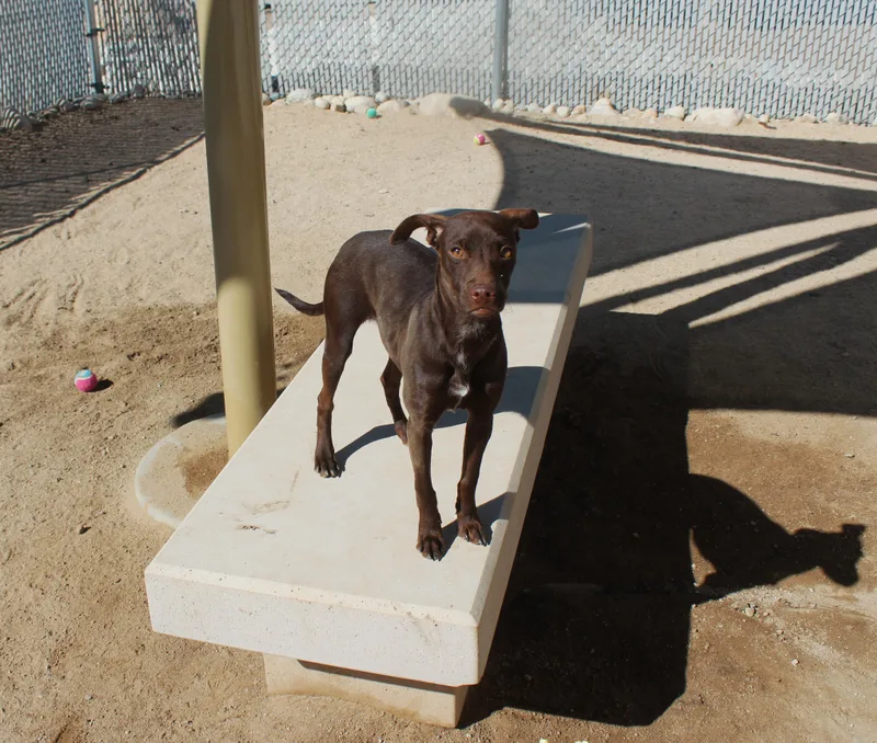 A young small-sized female Bicolor Chihuahua dog named Foxy for adoption in Yucca Valley, CA