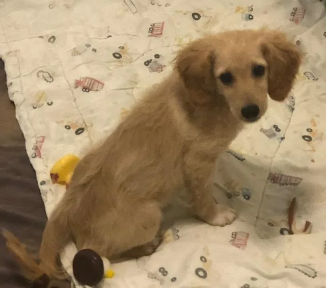 A baby medium-sized female Golden Golden Retriever dog named Tansie for adoption in Colleyville, TX
