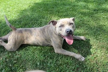 An adult large-sized male Mixed Breed dog named Cash for adoption in Port Allen, LA