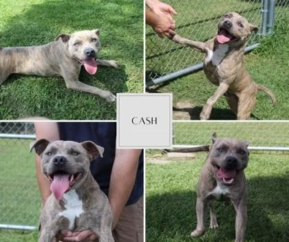 Cash thumbnail 3
