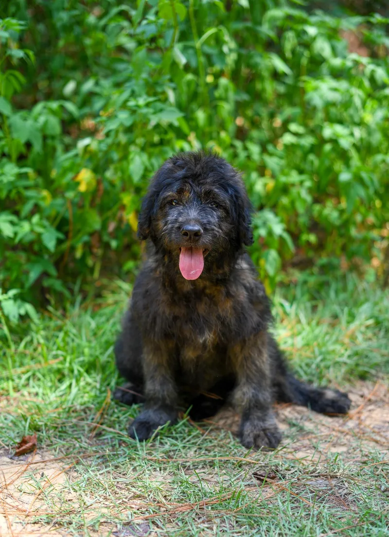 A baby medium-sized male Brindle Mixed Breed dog named Cooper for adoption in BONIFAY, FL