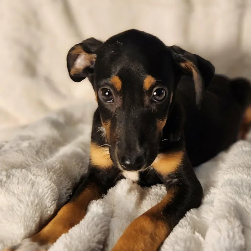 A baby medium-sized male Black Terrier dog named Cody Lb for adoption in Austin, TX
