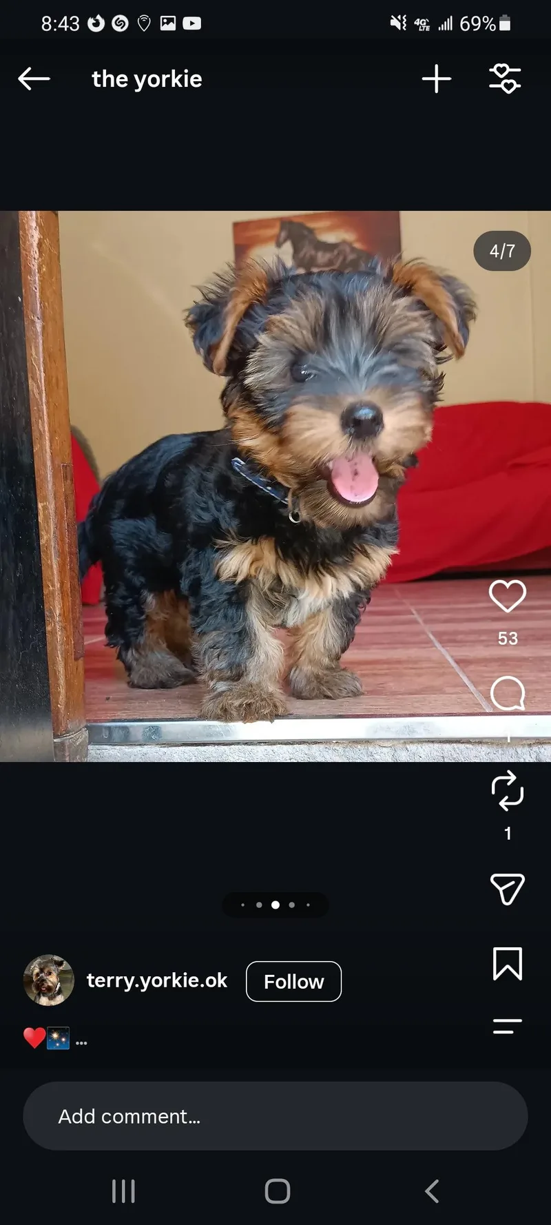 A young small-sized female Yorkshire Terrier dog named Life for adoption in Reddick, FL